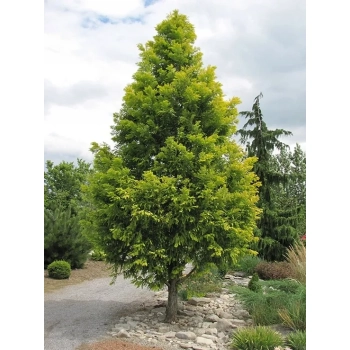 METASEKWOJA szczepiona na pniu GOLDRUSH - sadzonki 90 / 120 cm
